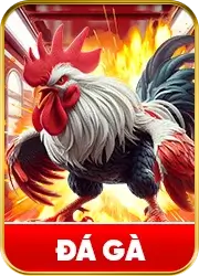 Đá gà