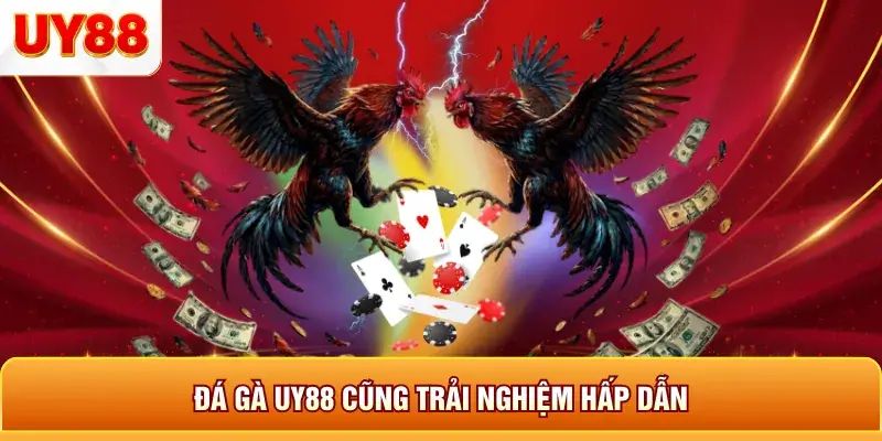 Đá gà uy88 cùng trải nghiệm hấp dẫn Đá gà uy88 cùng trải nghiệm hấp dẫn